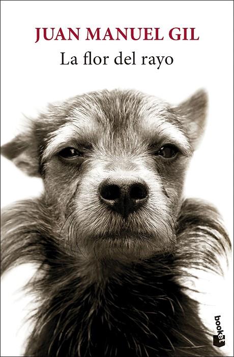 LA FLOR DEL RAYO | 9788432244827 | GIL, JUAN MANUEL | Galatea Llibres | Llibreria online de Reus, Tarragona | Comprar llibres en català i castellà online