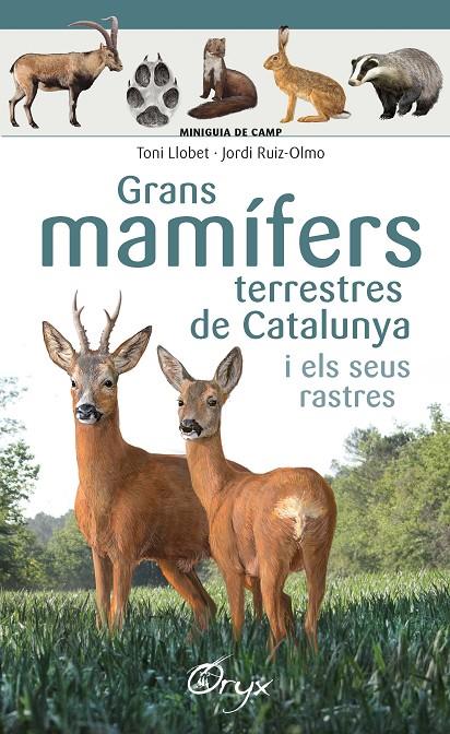 GRANS MAMÍFERS TERRESTRES DE CATALUNYA I ELS SEUS RASTRES | 9788490347881 | LLOBET FRANÇOIS , TONI/RUIZ-OLMO, JORDI | Galatea Llibres | Llibreria online de Reus, Tarragona | Comprar llibres en català i castellà online