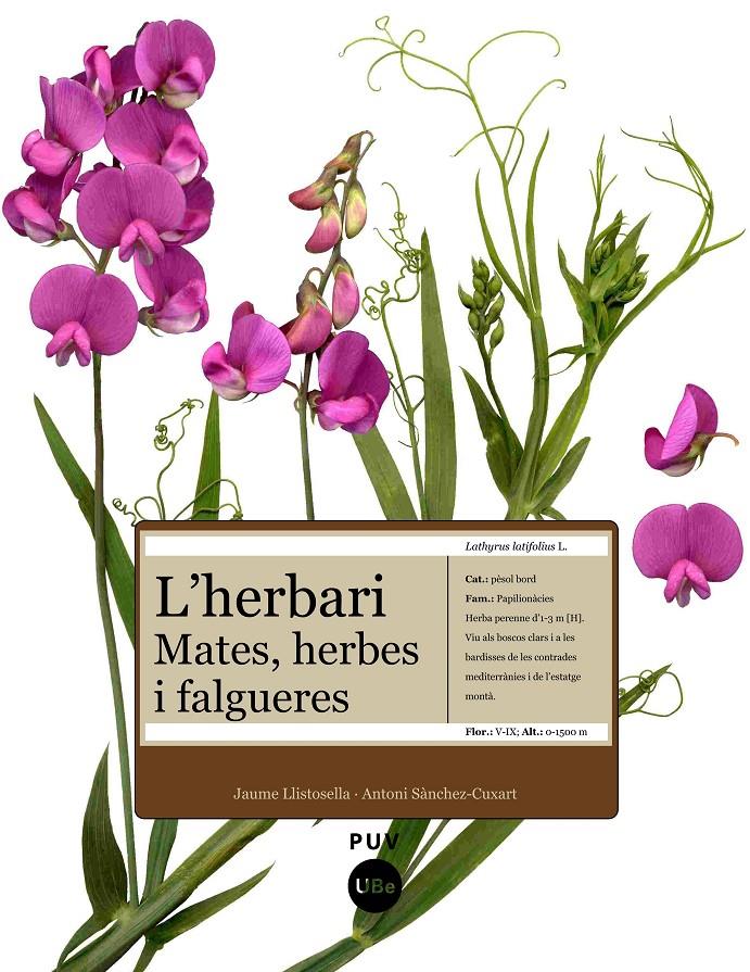 HERBARI, L' -MATES HERBES I FALGUERES | 9788447531905 | LLISTOSELLA, JAUME/SÀNCHEZ-CUX | Galatea Llibres | Librería online de Reus, Tarragona | Comprar libros en catalán y castellano online
