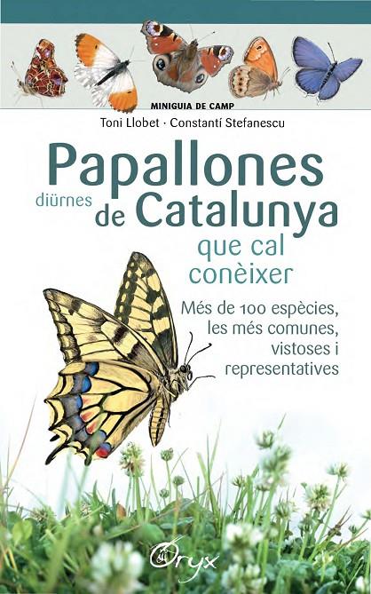 PAPALLONES DIÜRNES DE CATALUNYA QUE CAL CONÈIXER (MINIGUIES DE CAMP) | 9788490346754 | LLOBET FRANçOIS, TONI/STEFANESCU, CONSTANTí | Galatea Llibres | Llibreria online de Reus, Tarragona | Comprar llibres en català i castellà online
