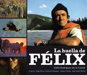 HUELLA DE FÉLIX, LA | 9788425345685 | RODRIGUEZ DE LA FUENTE,ODILE | Galatea Llibres | Librería online de Reus, Tarragona | Comprar libros en catalán y castellano online