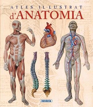 ATLES IL·LUSTRAT D'ANATOMIA | 9788467702101 | RUGUTTI, ADRIANA | Galatea Llibres | Librería online de Reus, Tarragona | Comprar libros en catalán y castellano online