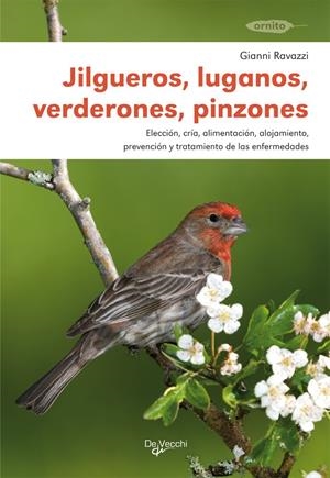 JILGUEROS - LUGANOS - VERDERONES - PINZONES | 9788431516062 | RAVAZZI, GIANNI | Galatea Llibres | Librería online de Reus, Tarragona | Comprar libros en catalán y castellano online