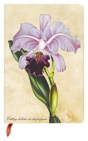 LIBRETA BRAZILIAN ORCHID MINI | 9781439735732 | VV.AA. | Galatea Llibres | Llibreria online de Reus, Tarragona | Comprar llibres en català i castellà online