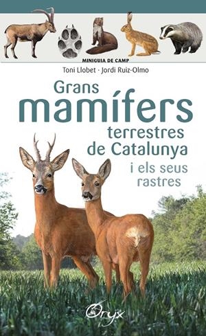GRANS MAMÍFERS TERRESTRES DE CATALUNYA I ELS SEUS RASTRES | 9788490347881 | LLOBET FRANÇOIS , TONI/RUIZ-OLMO, JORDI | Galatea Llibres | Librería online de Reus, Tarragona | Comprar libros en catalán y castellano online