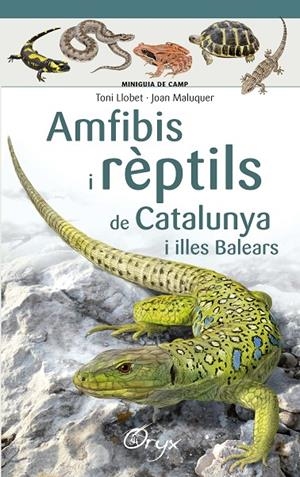 AMFIBIS I RÈPTILS DE CATALUNYA I ILLES BALEARS | 9788490346792 | LLOBET FRANÇOIS , TONI/MALUQUER MARGALEF, JOAN | Galatea Llibres | Librería online de Reus, Tarragona | Comprar libros en catalán y castellano online