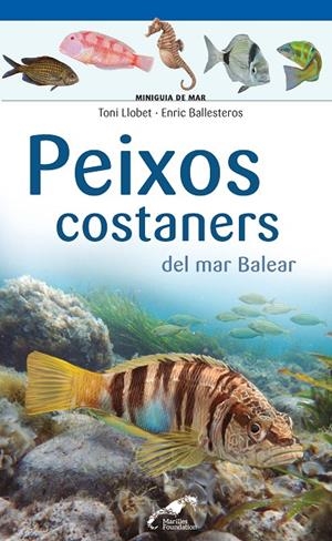 PEIXOS COSTANERS DEL MAR BALEAR | 9788490349403 | LLOBET FRANÇOIS , TONI/BALLESTEROS SAGARRA , ENRIC | Galatea Llibres | Llibreria online de Reus, Tarragona | Comprar llibres en català i castellà online
