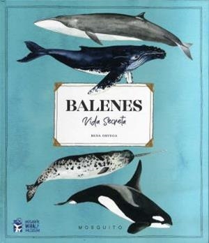 BALENES VIDA SECRETA | 9788412247954 | ORTEGA, RENA | Galatea Llibres | Llibreria online de Reus, Tarragona | Comprar llibres en català i castellà online