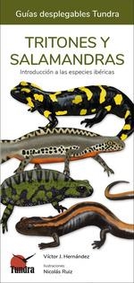 TRITONES Y SALAMANDRAS | 9788419624116 | Galatea Llibres | Llibreria online de Reus, Tarragona | Comprar llibres en català i castellà online