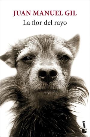 LA FLOR DEL RAYO | 9788432244827 | GIL, JUAN MANUEL | Galatea Llibres | Librería online de Reus, Tarragona | Comprar libros en catalán y castellano online